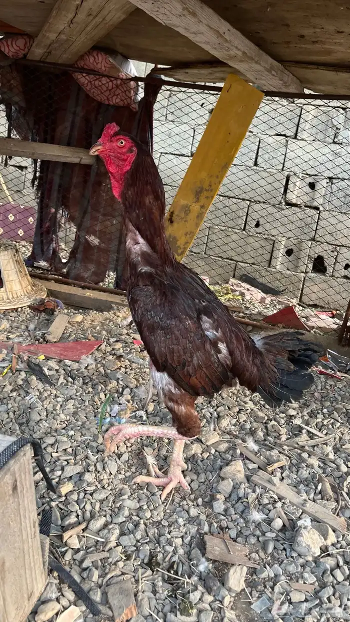 ديك باكستاني 3