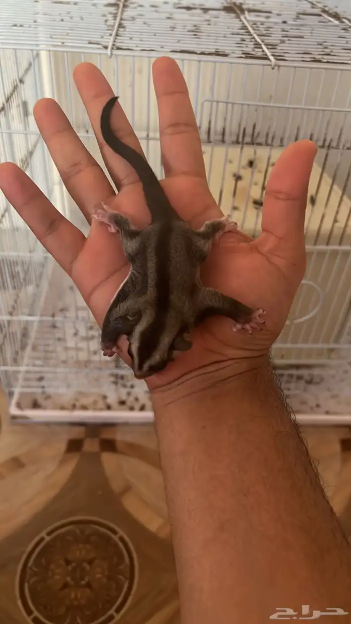 سنجاب طائر شوقر قلايد 1