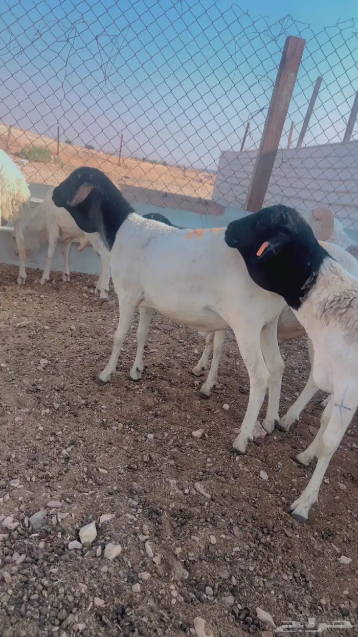 خرفان حري سواكني برابر رفيد شرط لحمه وكرش ذهبيه 4