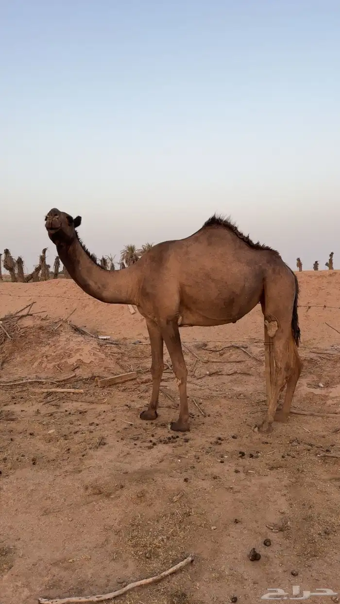 بكره صفرا جذعه 0