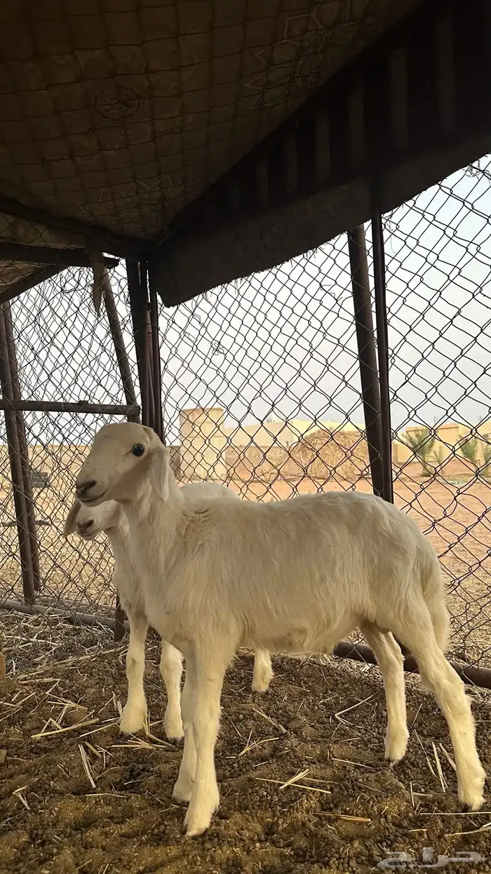 خرفان للبيع 0