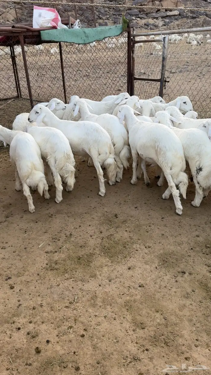 19 خروف فل فل شحم 4