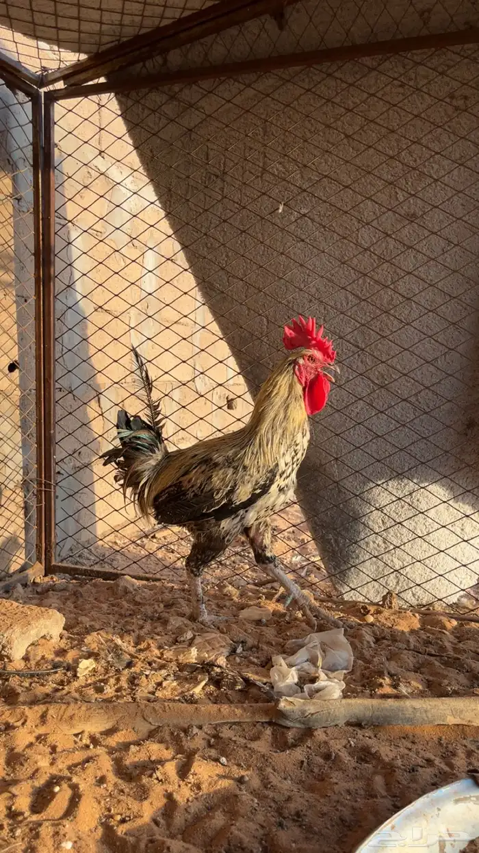 دجاج بلدي 0