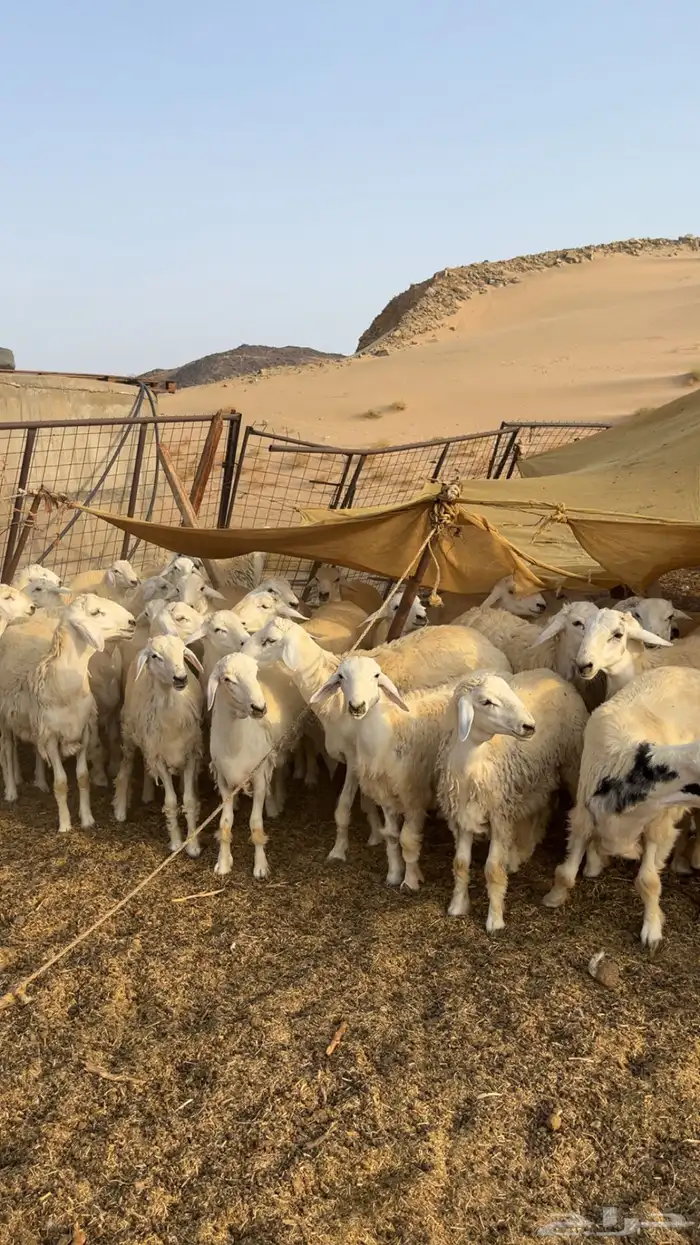 طليان مقاني حريات انتاج المراح على مزاين 3