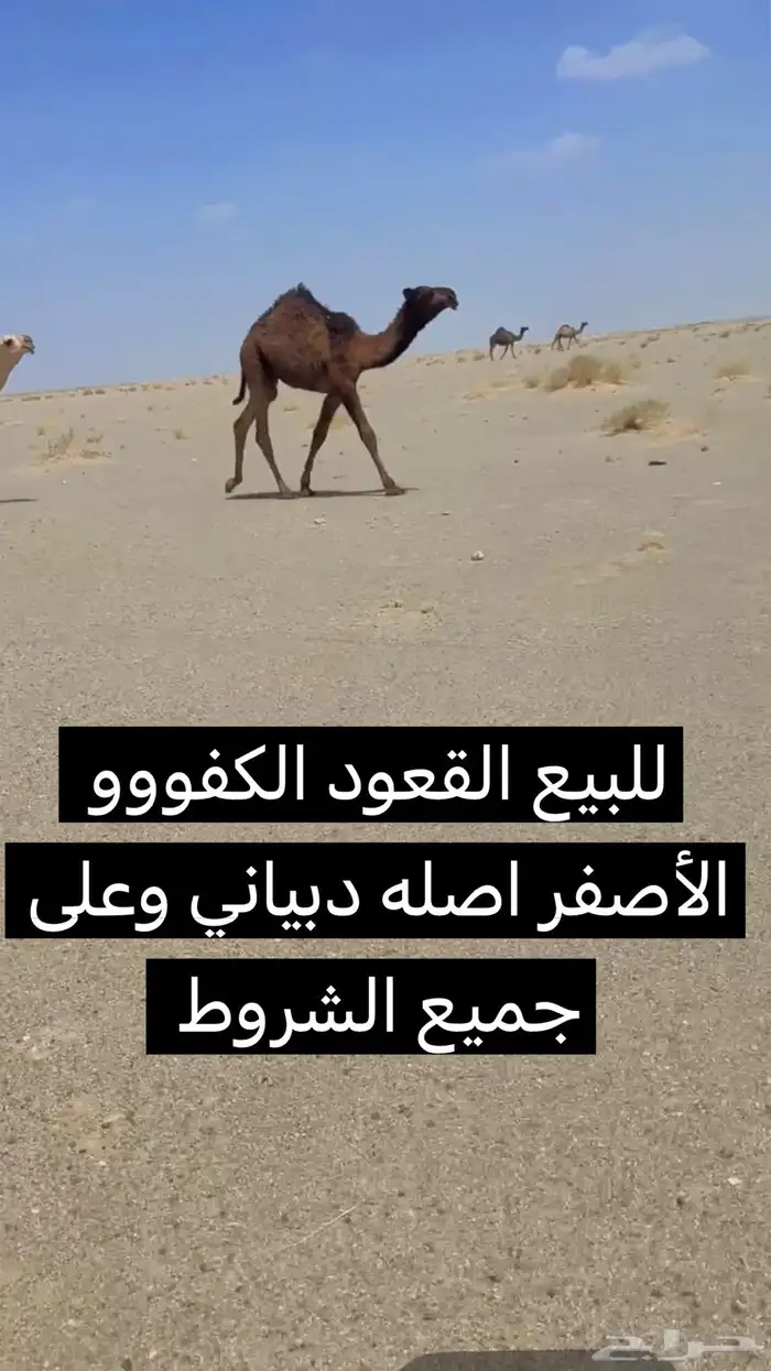 للبيع القعود الكفوو الأصفر الدبياني الي على جميع الشروط 0