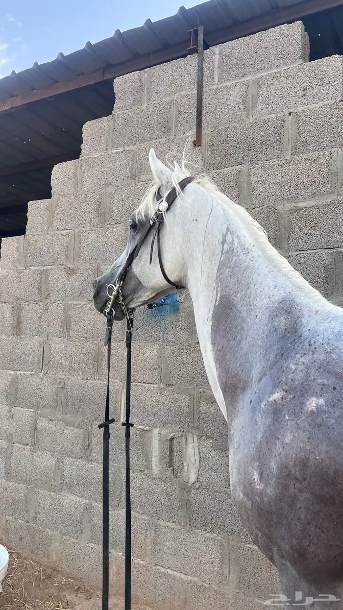 خيل 0