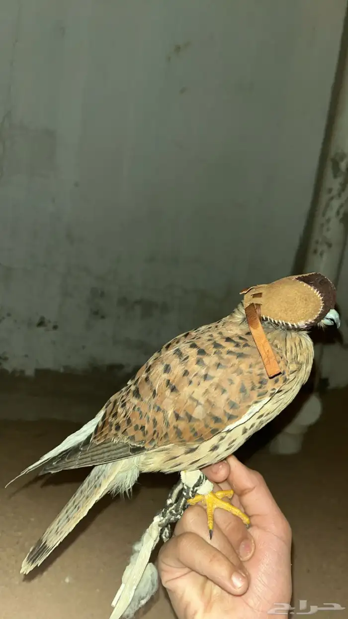 شبوط او حموق شكل زين. 2