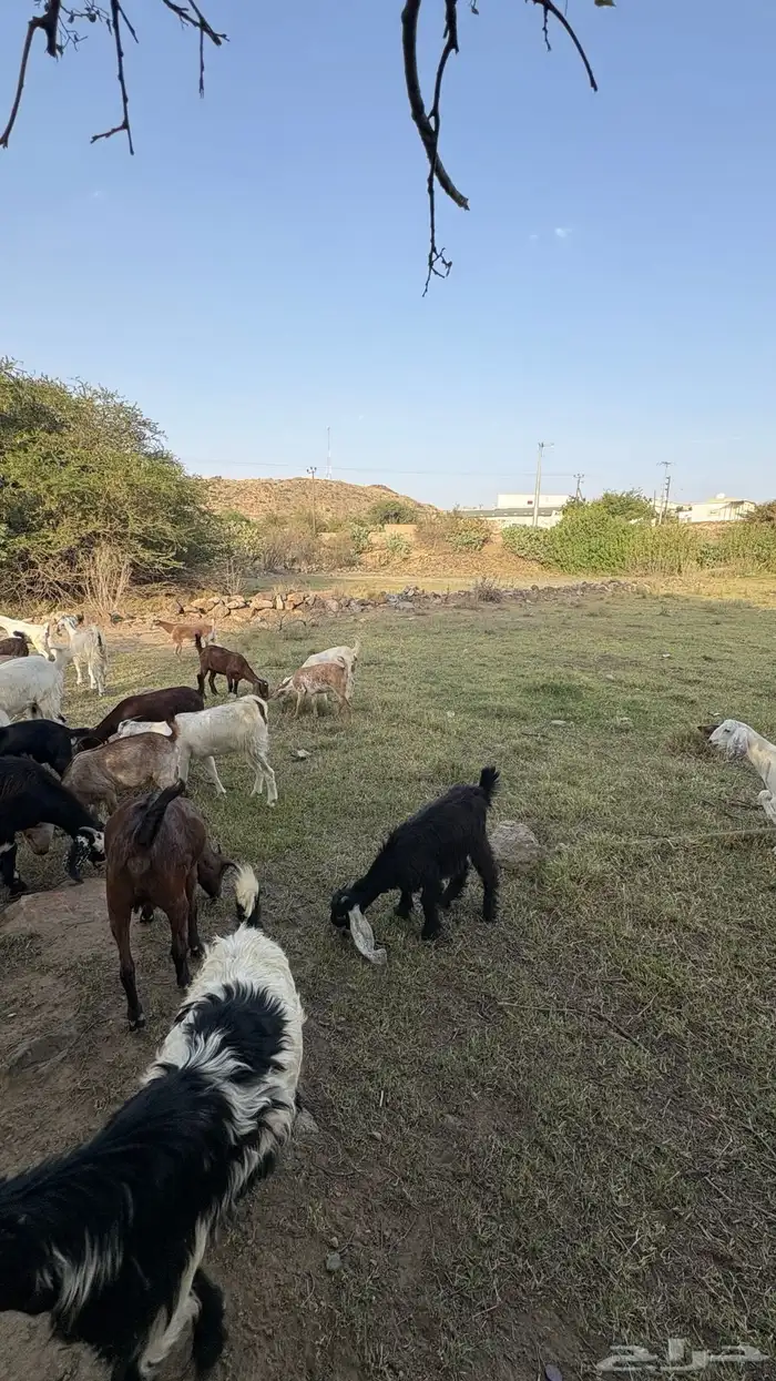 ماعز للبيع 1