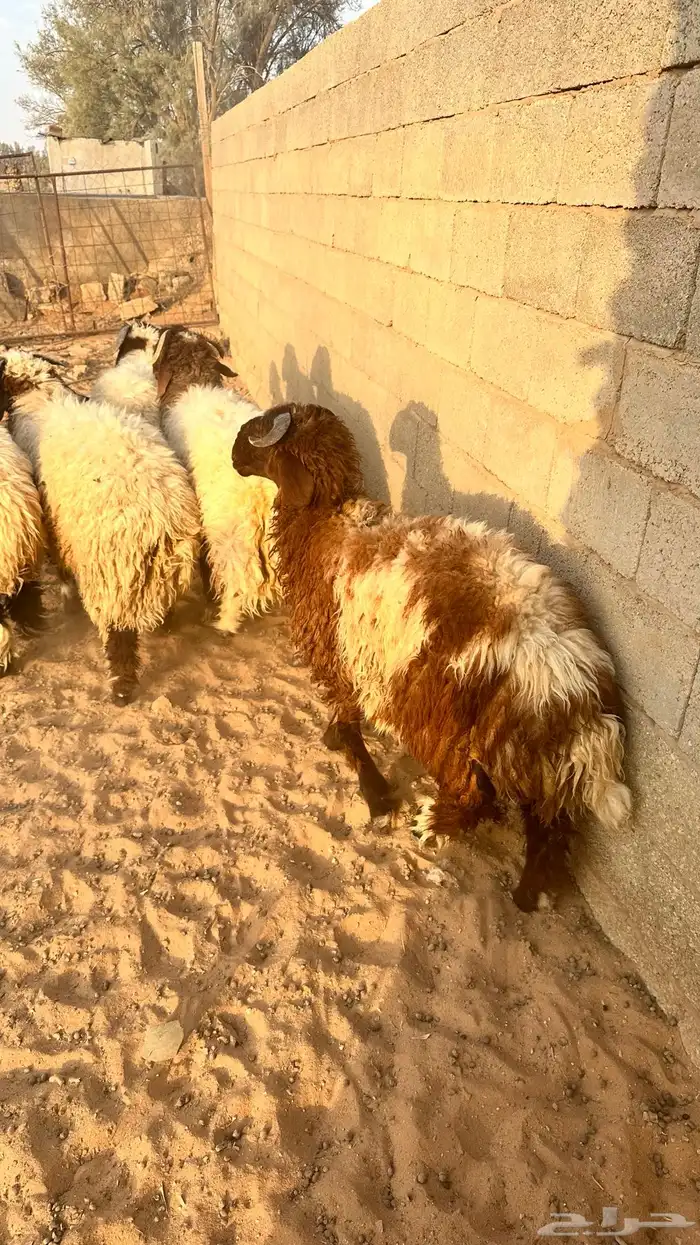 خرفان نعيم ذبايح 2