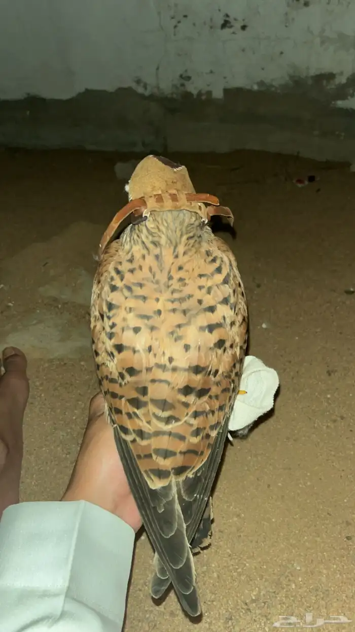 شبوط او حموق شكل زين. 0