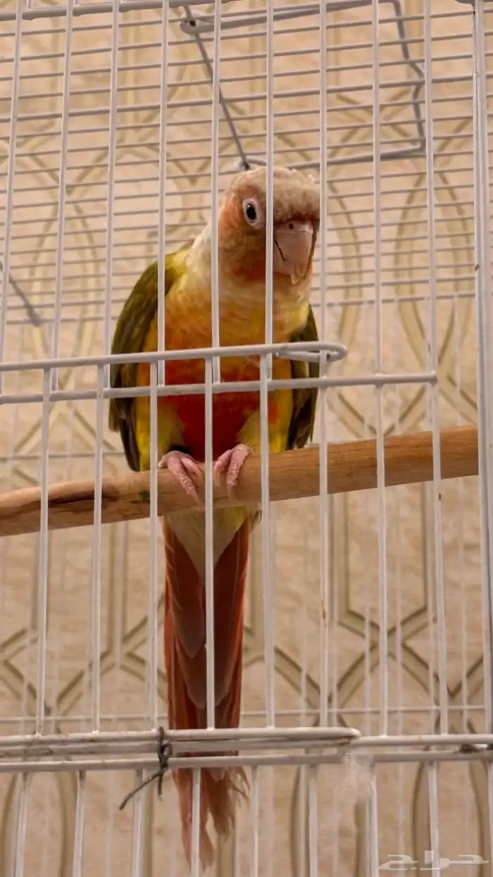 ذكر كنيور اناناس رد فاكتور صبغه محلل ( تم البيع) 5