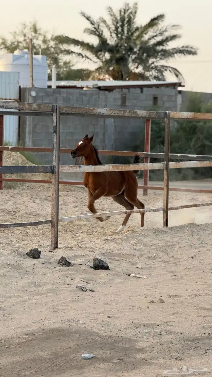 فرس شعبيه 4 سنوات تحتها مهر 5 شهور ولقاح 4 شهور غير معسوفه 5