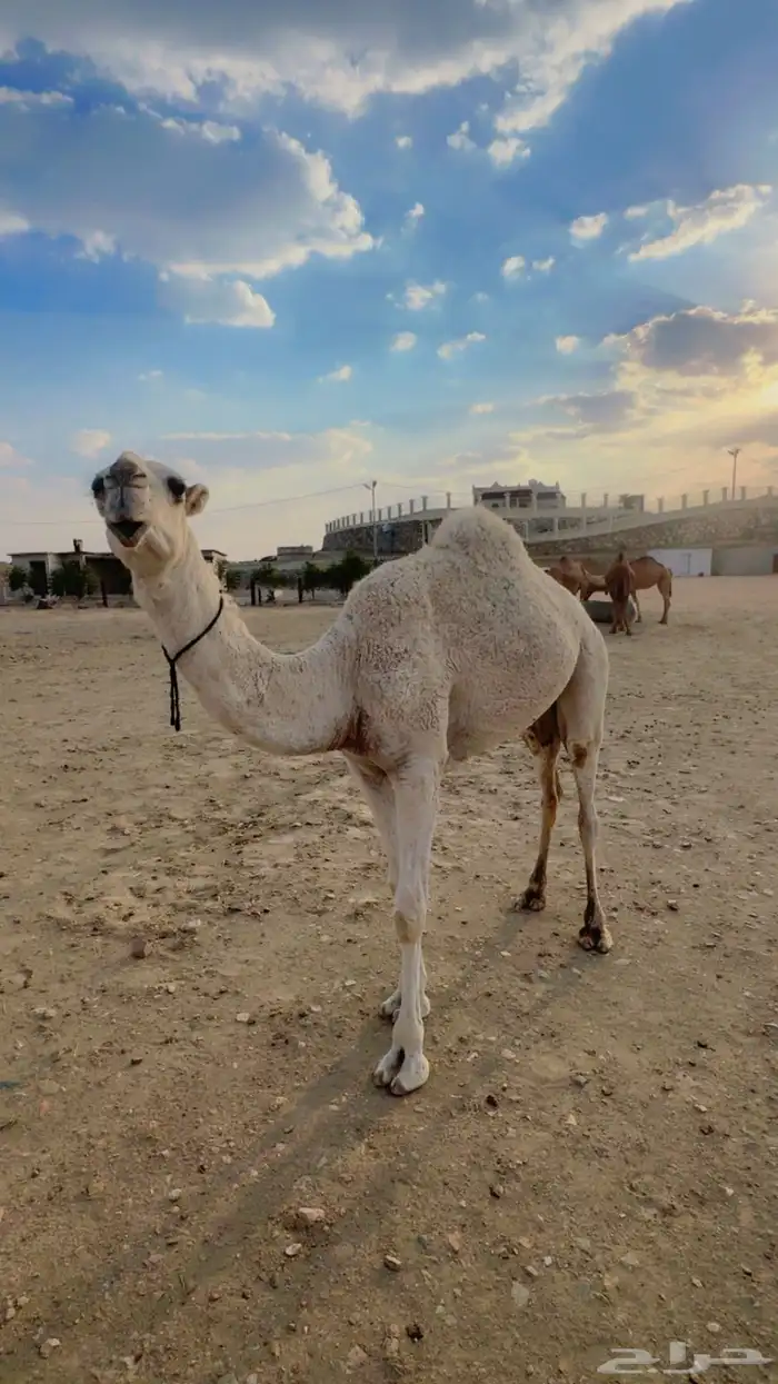 فرديه طيبه جدااا 1