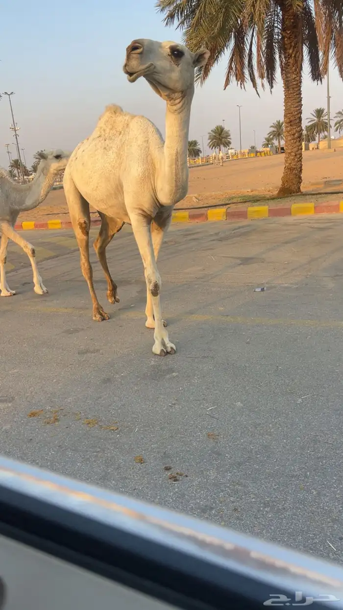 للبيع بكره وضحى لقيه 0
