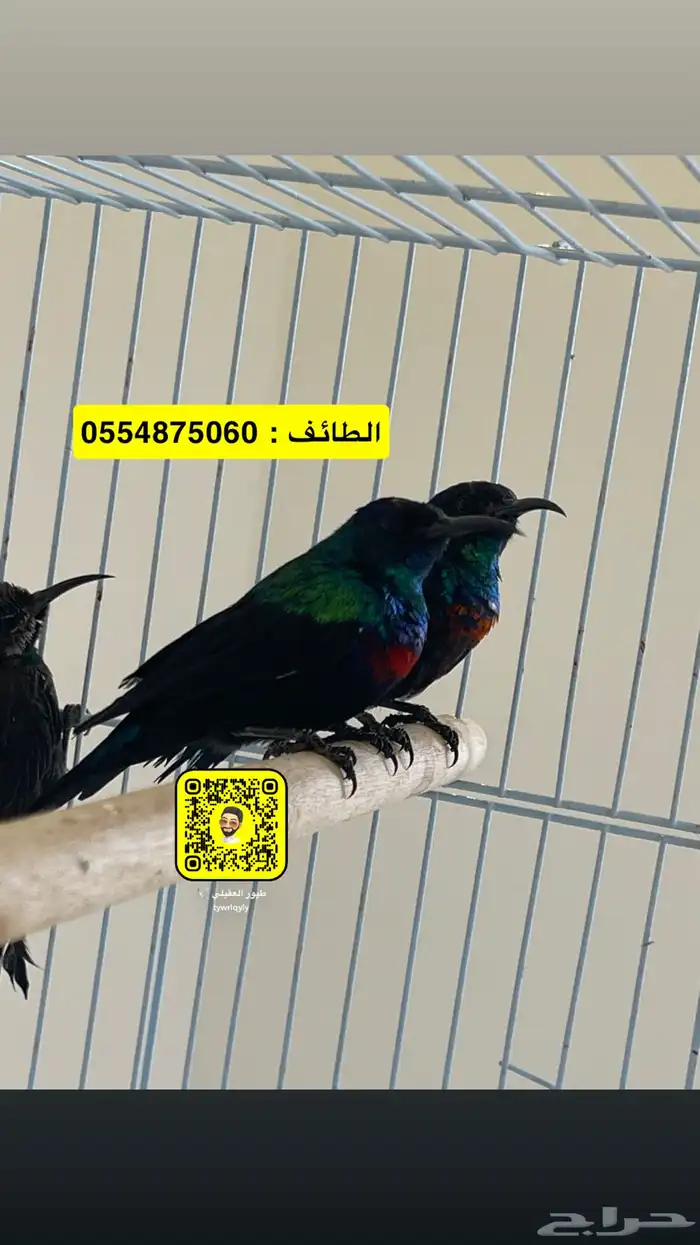 طيور تمير فلسطين فاخرة ربي يبارك 0