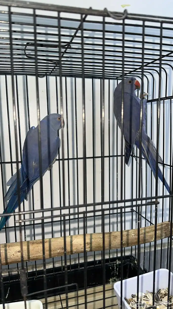 زوج دره فايلت 0