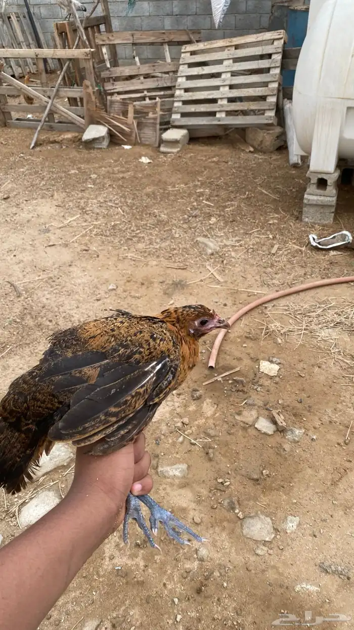 دجاجه محضنه معاها تقريبا 16 بيضه و 2 فريك العمر تقريبا 4 شهو 1