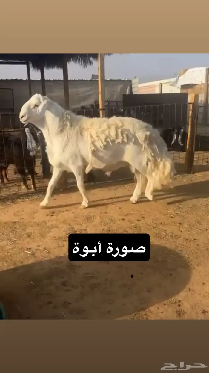 مشروع فحل حري 2