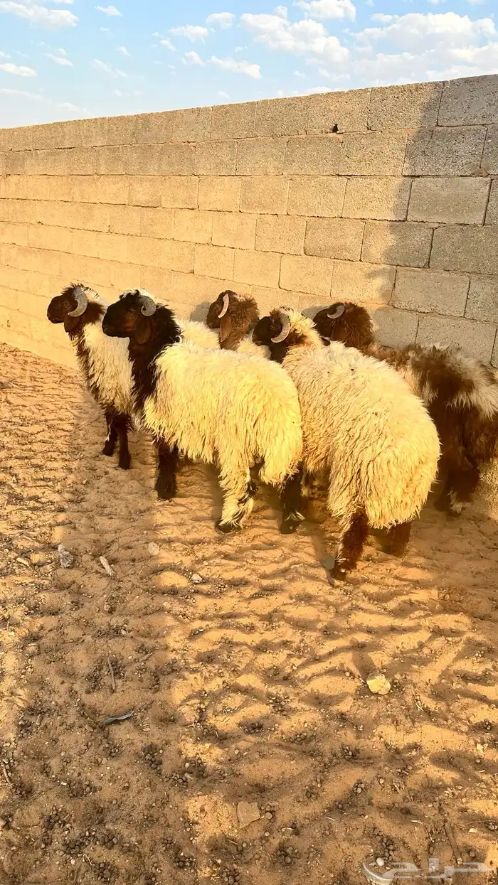 خرفان نعيم ذبايح 1