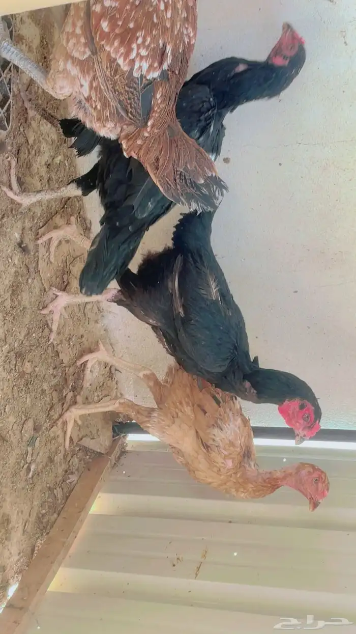 دجاج باكستاني للبيع شرورة 9