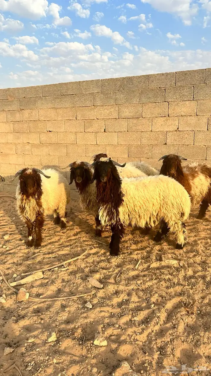 خرفان نعيم ذبايح 3