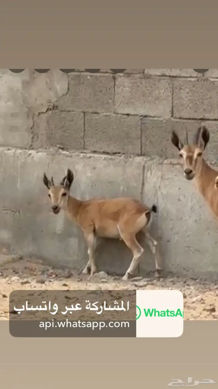 وعل للبيع لون وقرن بسم الله 11