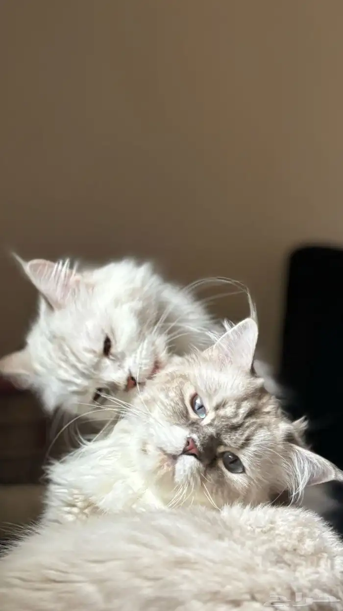 احتاج قطط اناث للتزاوج 0