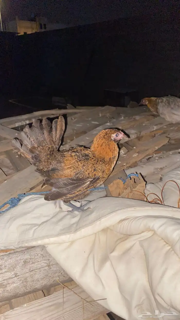 دجاجه محضنه معاها تقريبا 16 بيضه و 2 فريك العمر تقريبا 4 شهو 13