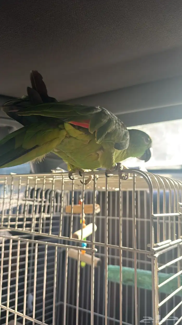 بغباء امازوني بلوفرنتد 3