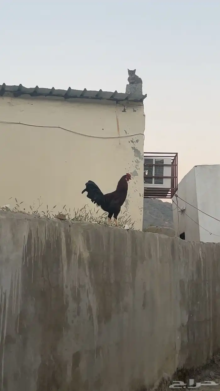 دجاج ل البيع 8