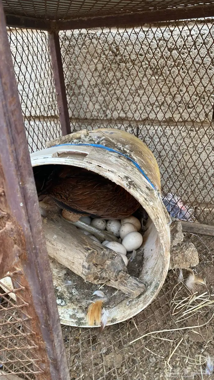 دجاجه محضنه معاها تقريبا 16 بيضه و 2 فريك العمر تقريبا 4 شهو 4