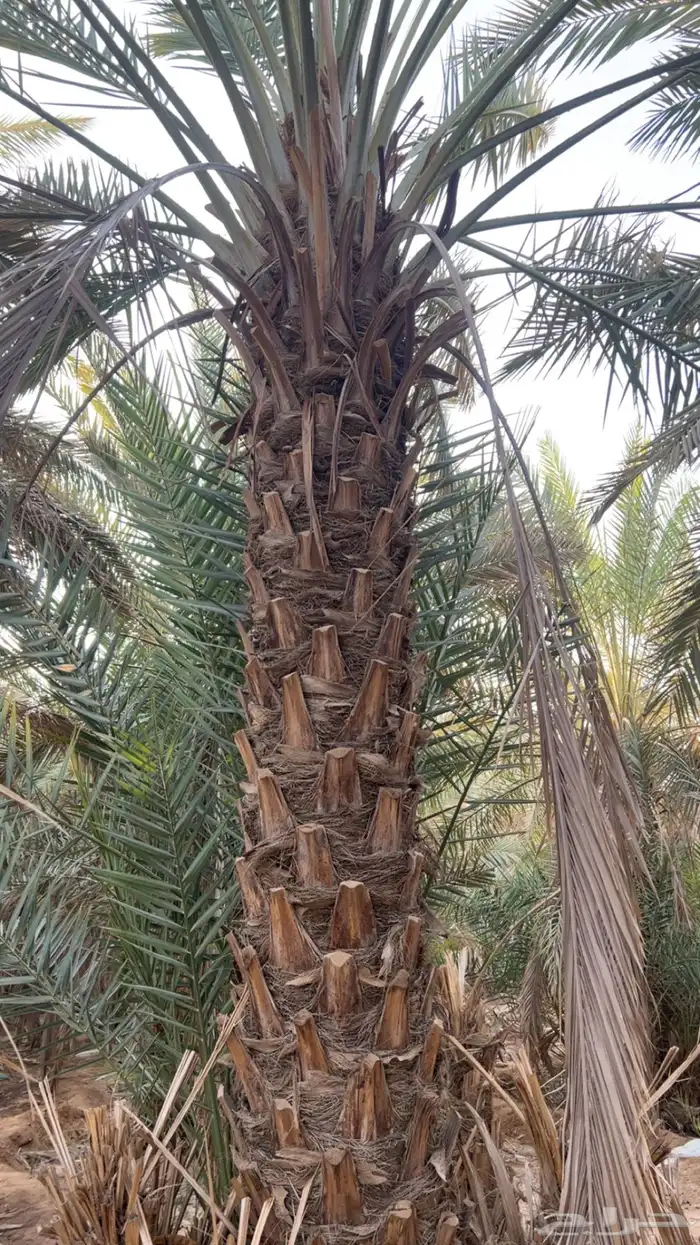للبيع نخل طويل وادي الدواسر السليل 0