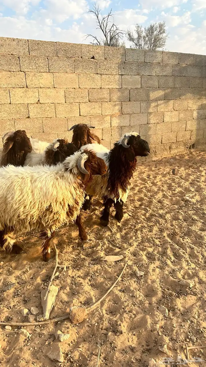 خرفان نعيم ذبايح 4