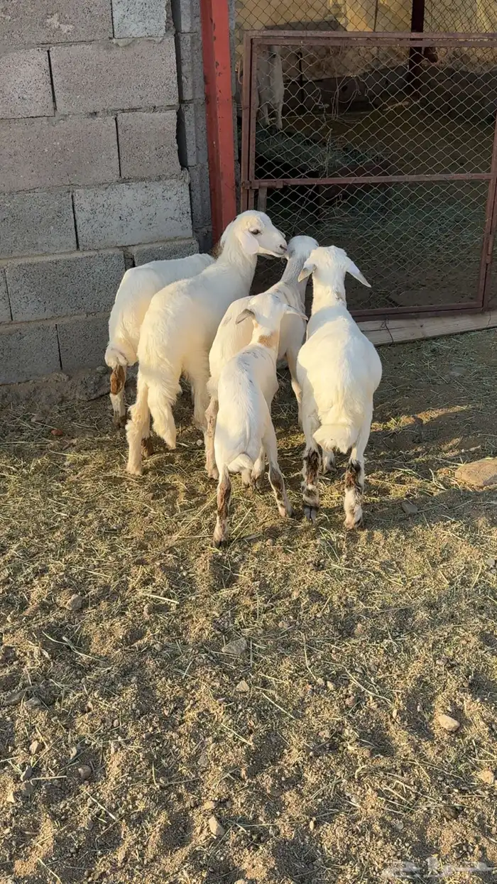 ضأن صمع 8