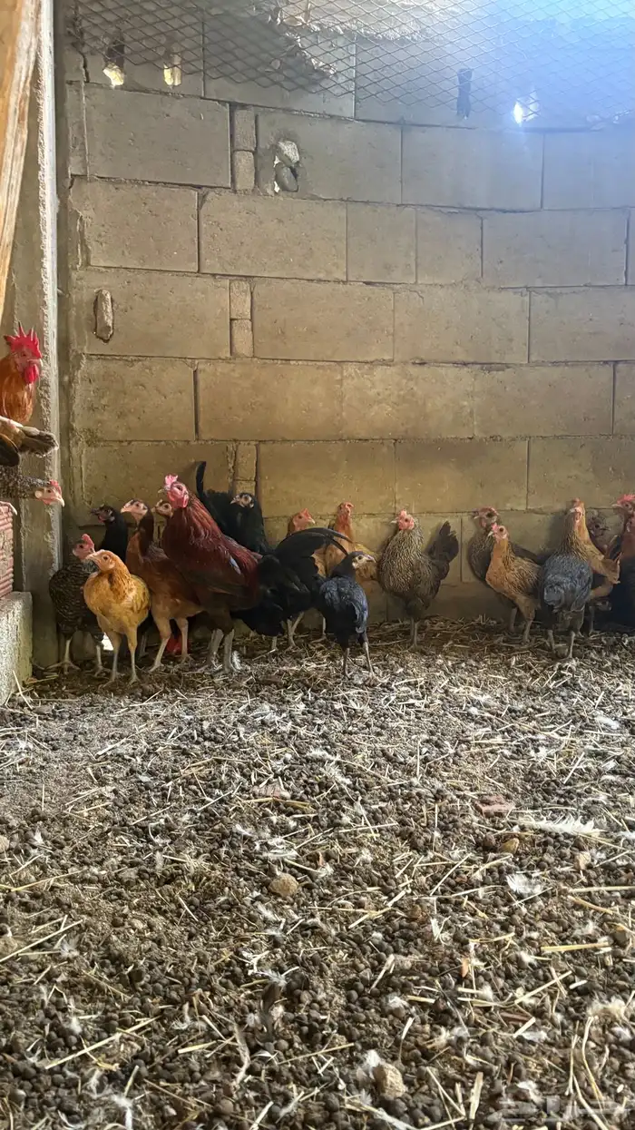 دجاج بلدي للبيع او البدل ب دجاج باكستاني 4