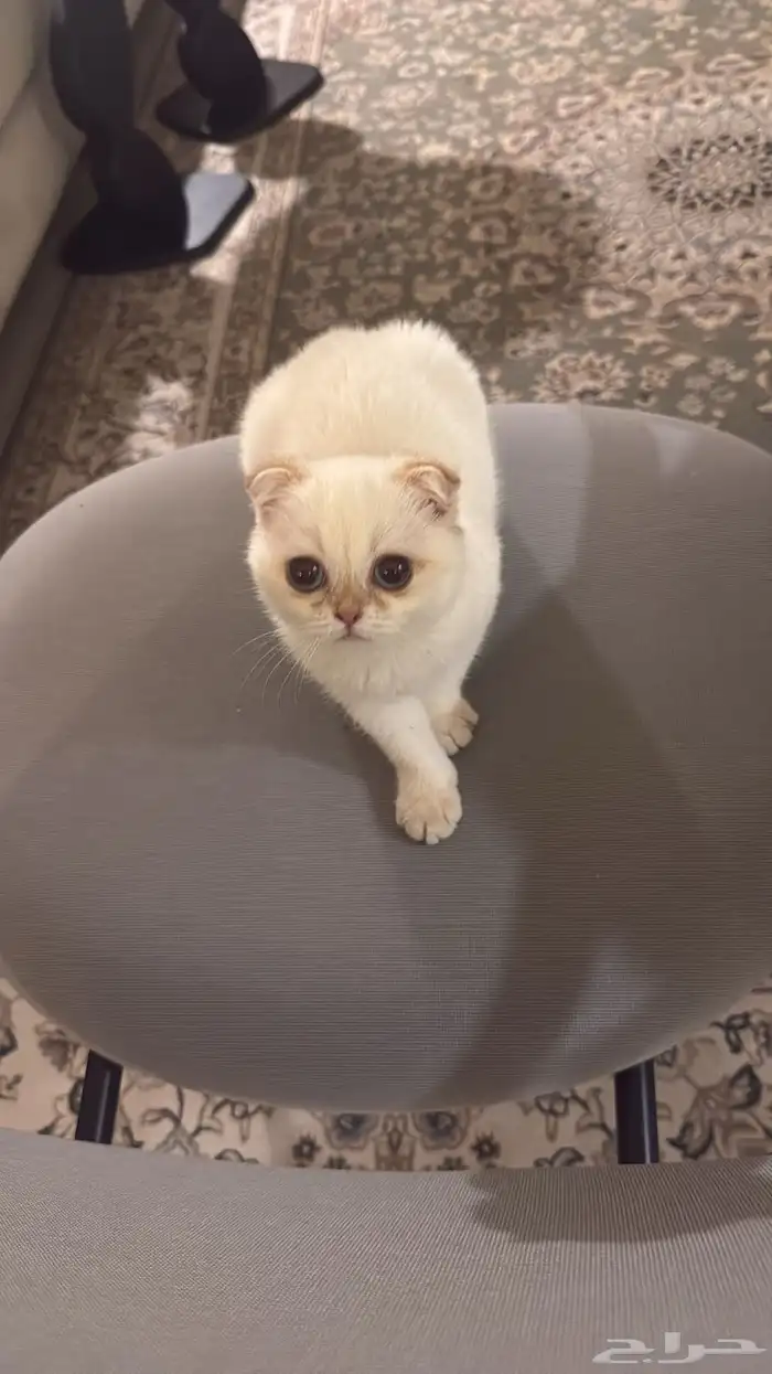 قطط 1