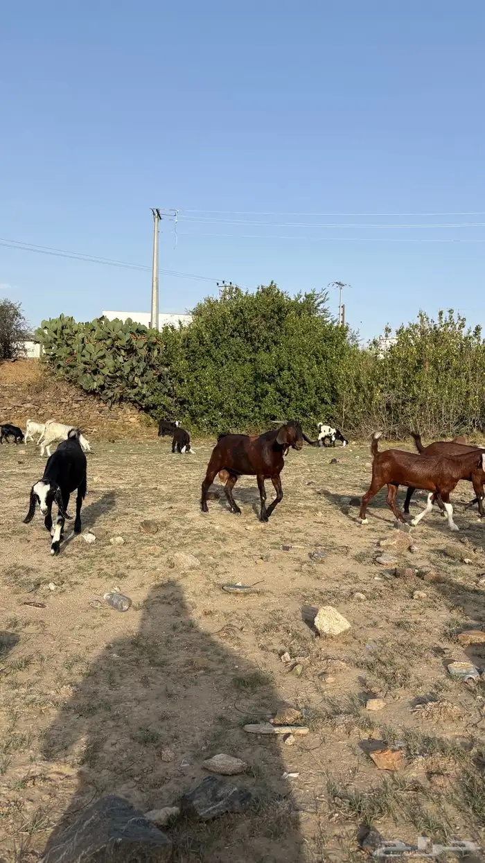 ماعز للبيع 11