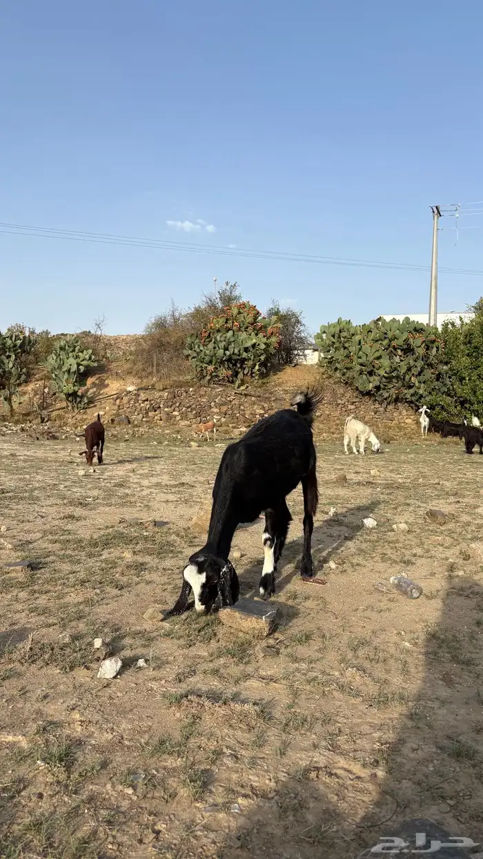 ماعز للبيع 8