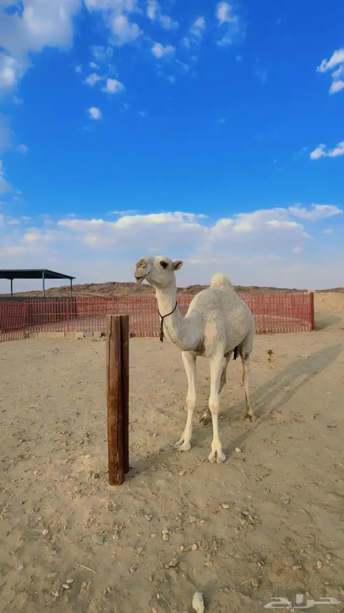 فرديه طيبه جدااا 6