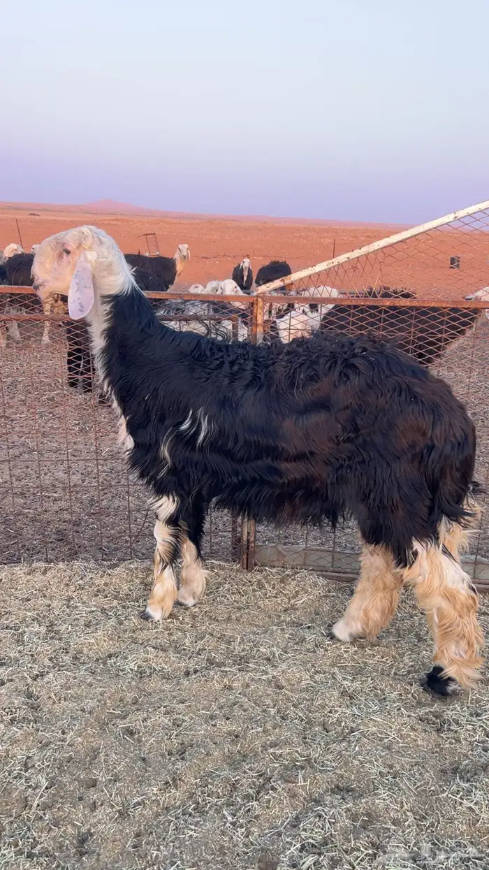 خروف نجدي 5