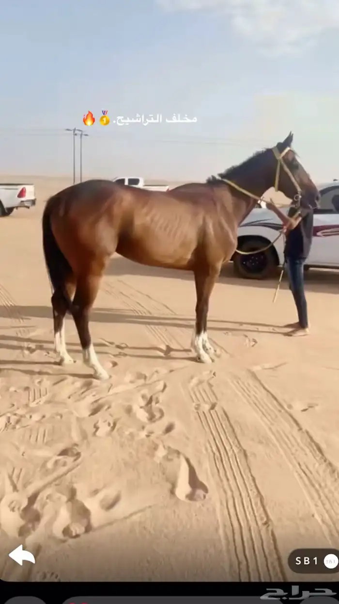 من يبغا المهر الكفو موجود 2