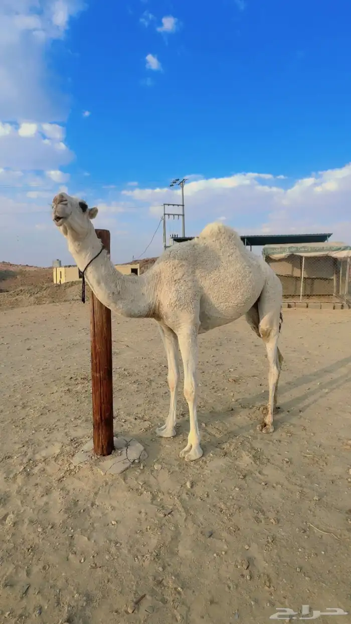 فرديه طيبه جدااا 4