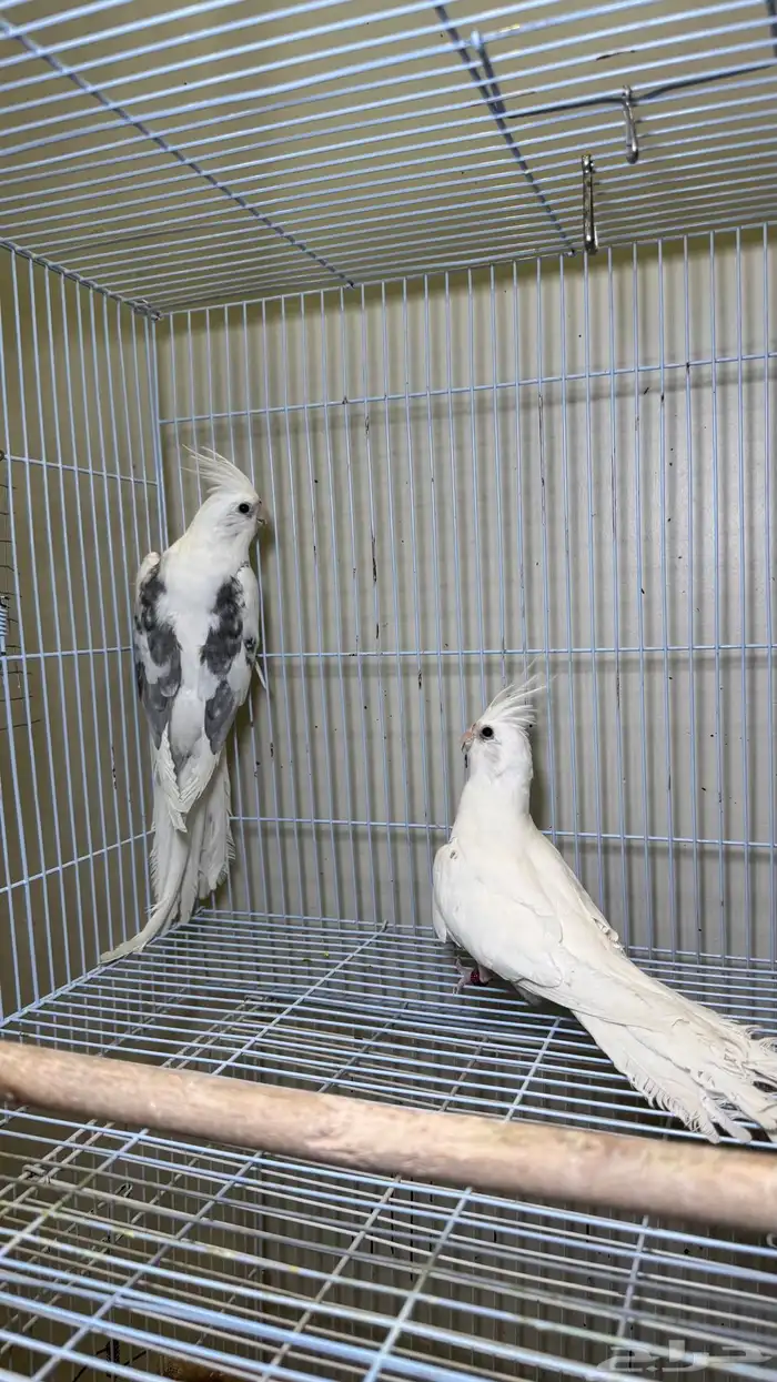 جوز كروان ( تم الببع ) 1