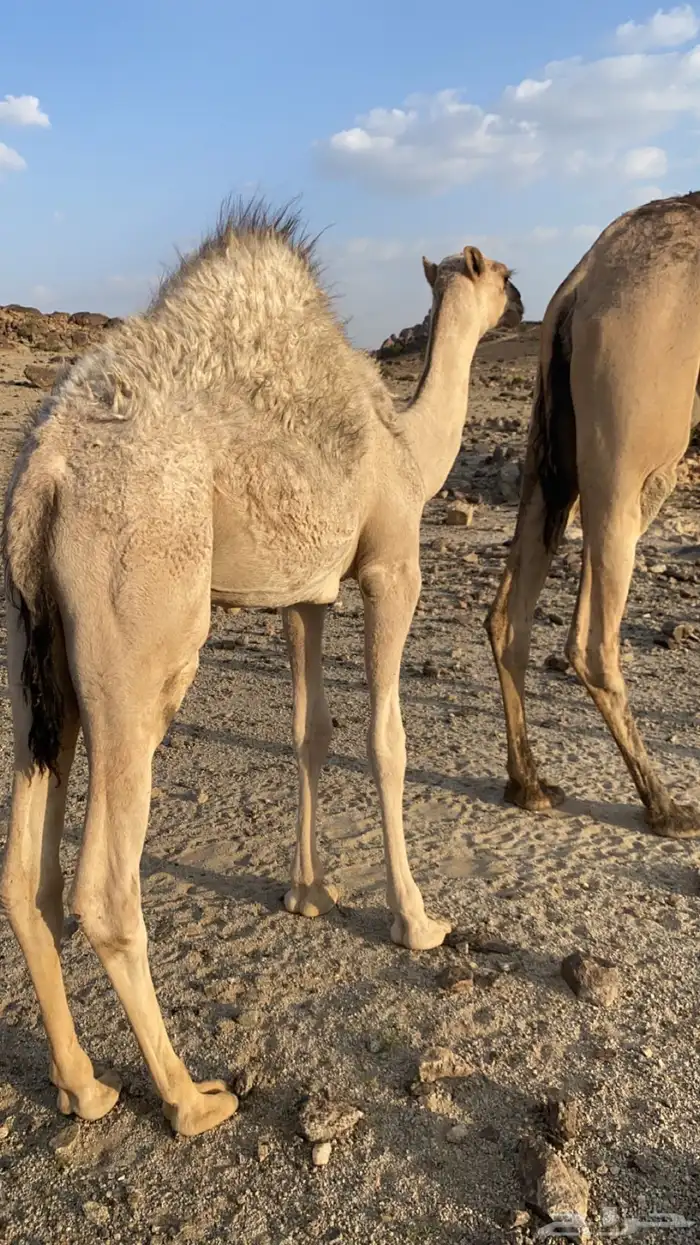 قعود كفووو على حليب أمه والبرسيم 2