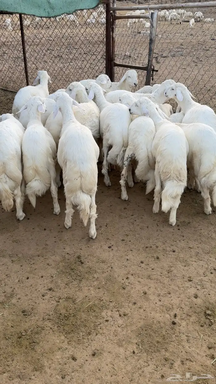19 خروف فل فل شحم 2