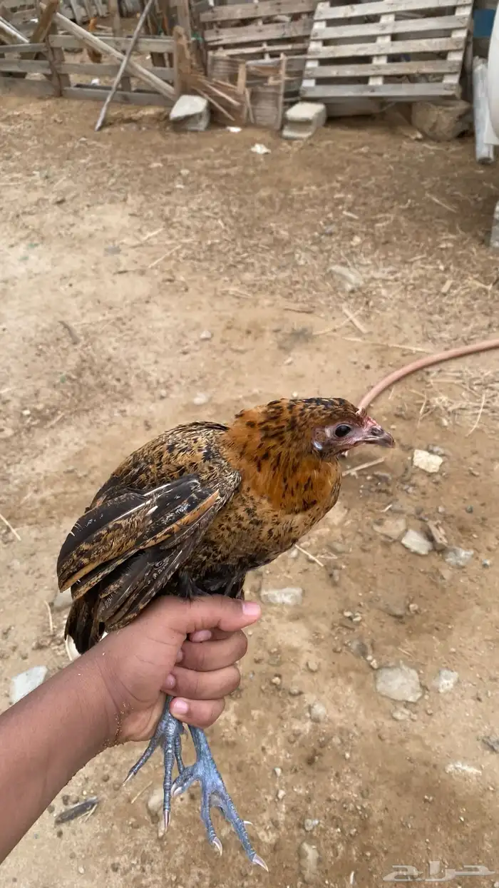 دجاجه محضنه معاها تقريبا 16 بيضه و 2 فريك العمر تقريبا 4 شهو 0