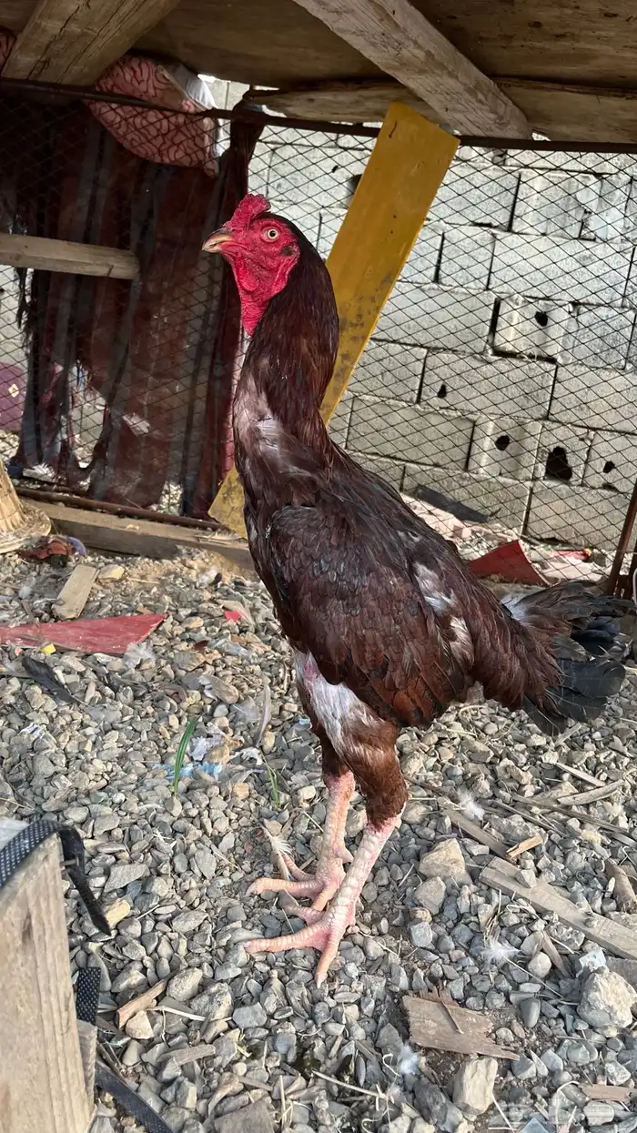 ديك باكستاني 2