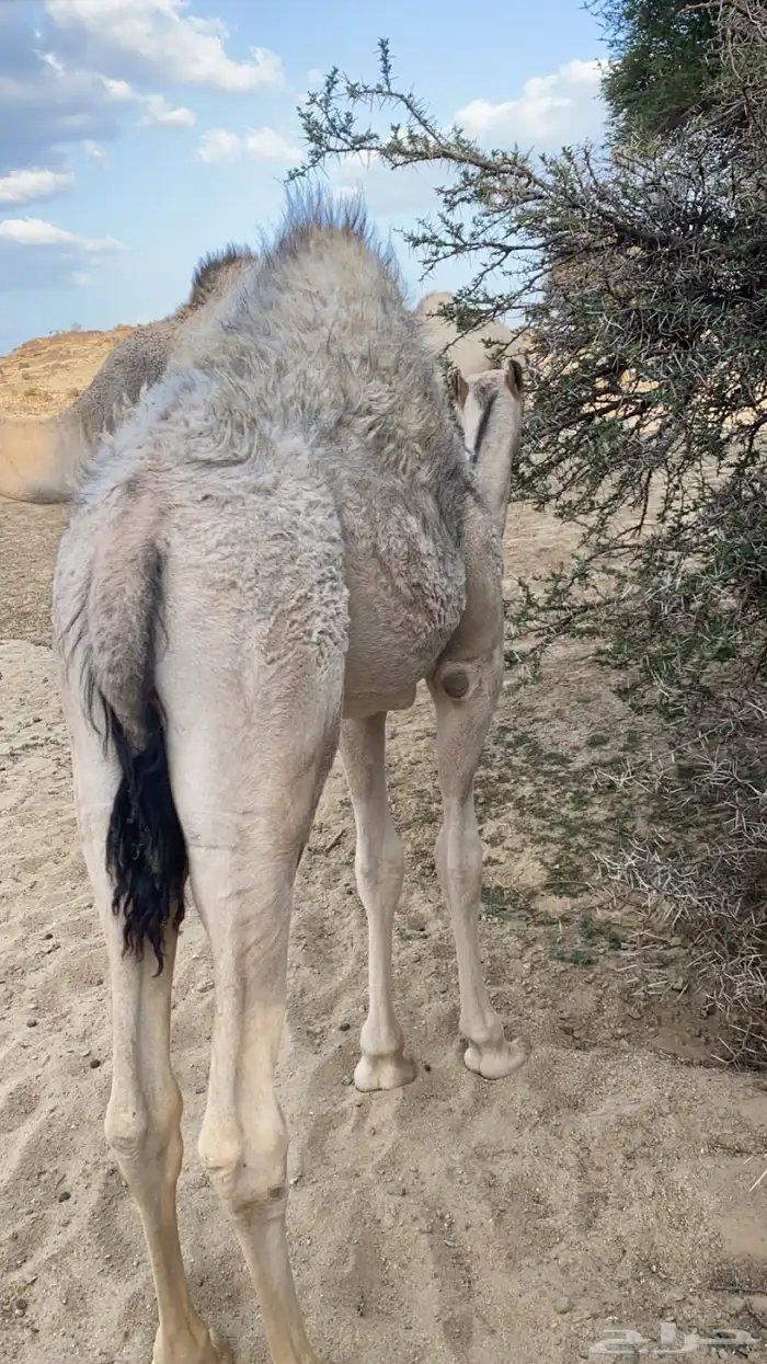 قعود كفووو على حليب أمه والبرسيم 1