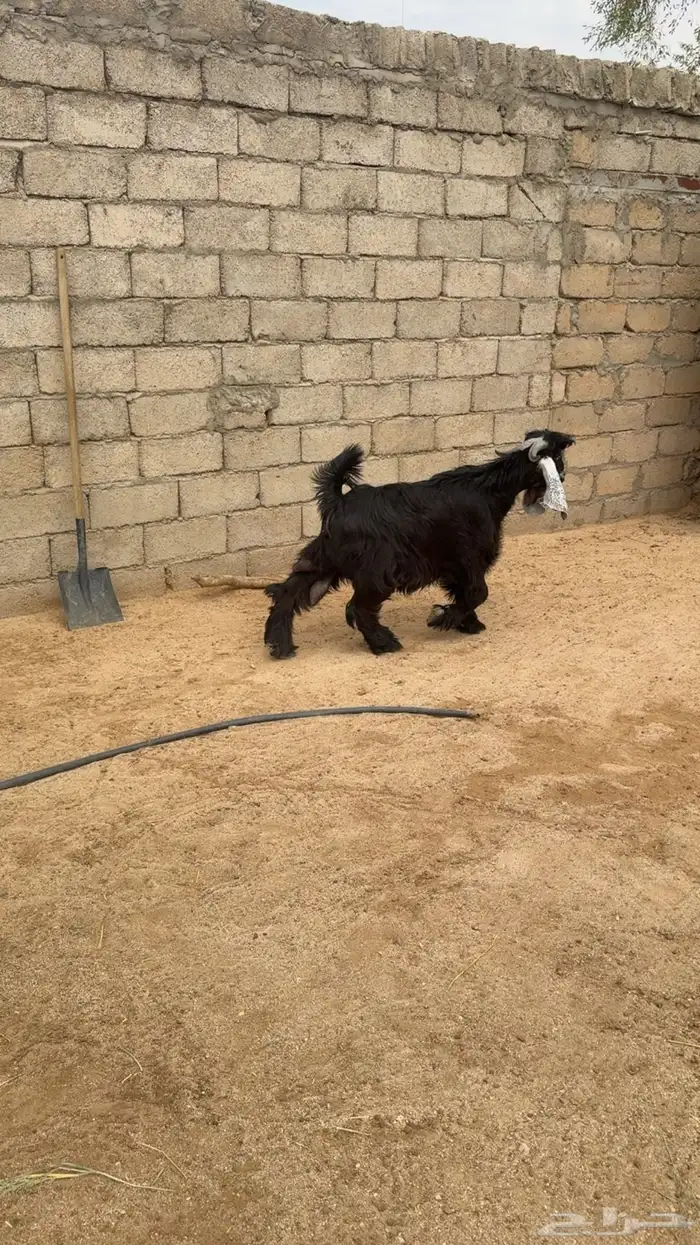 تيس عارضي 0
