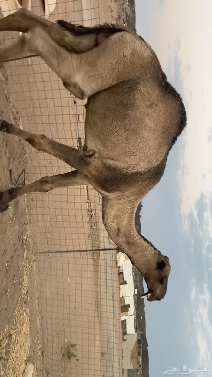 قعود اصفر ثني مزاين (تم البيع) 1